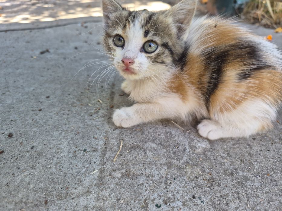 Котики безоплатно