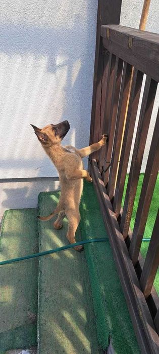 Малінуа бельгійськая вівчарка! Щенята