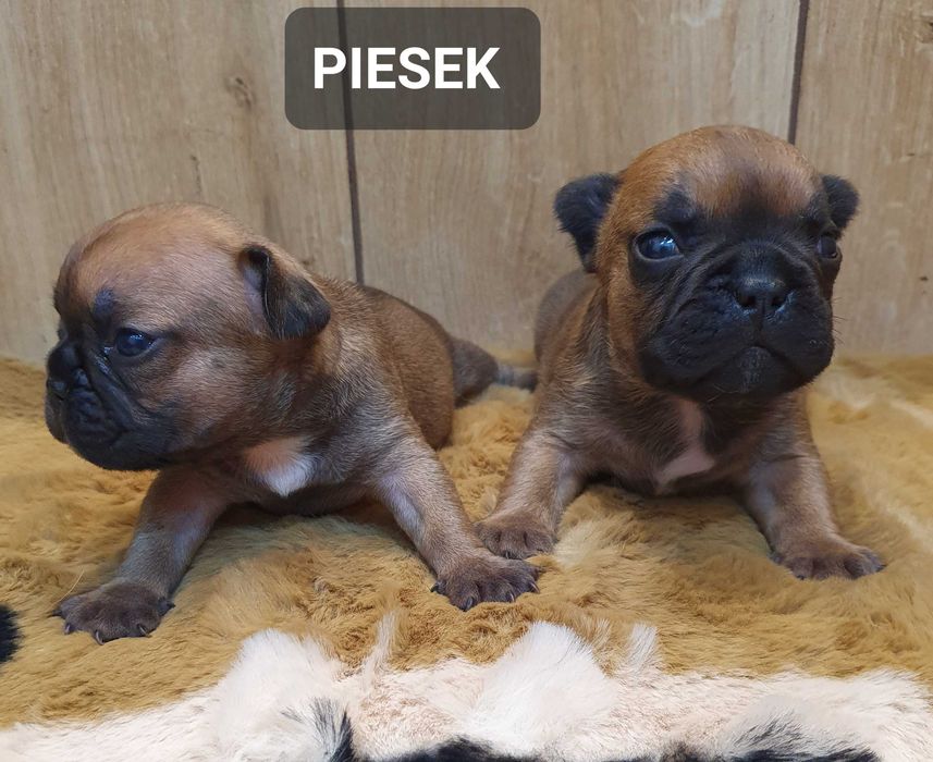 Buldog francuski -PIESEK