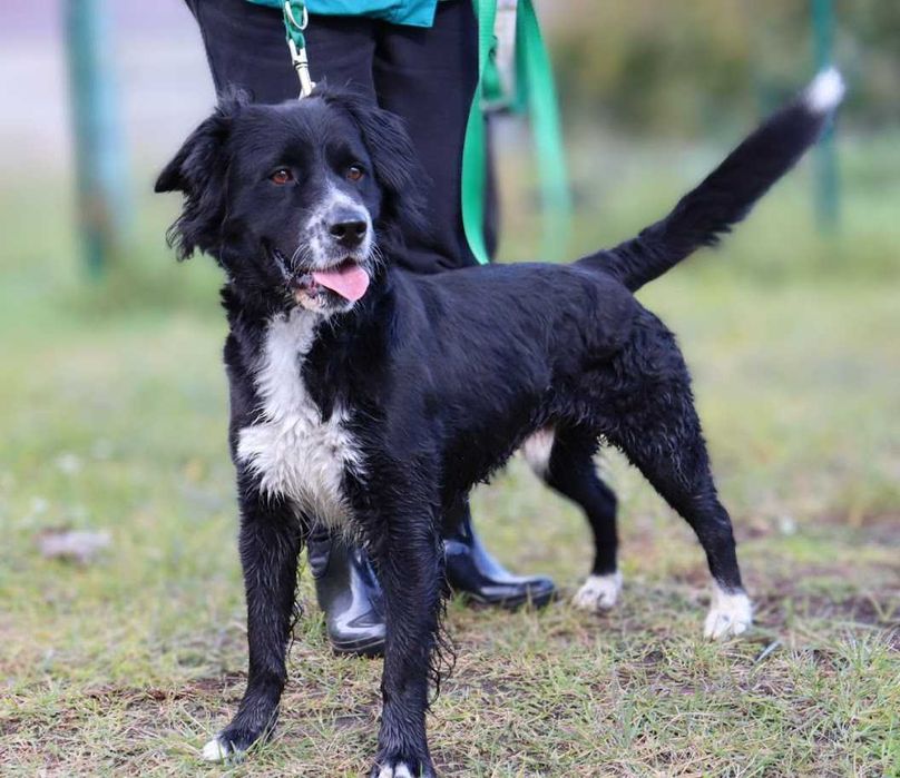 energiczny, wesoły pies czeka na dom