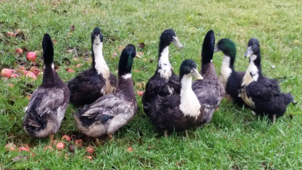 Kaczki  mulard, piżmowa  pekin