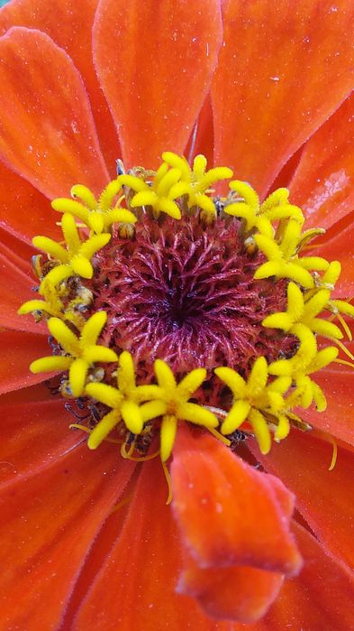 Samsung Galaxy A52 6/128