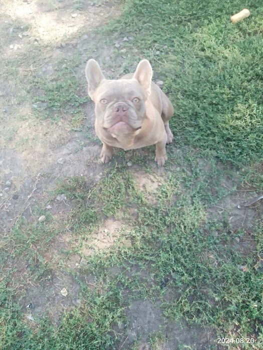 Мальчик на вязку Изабелла