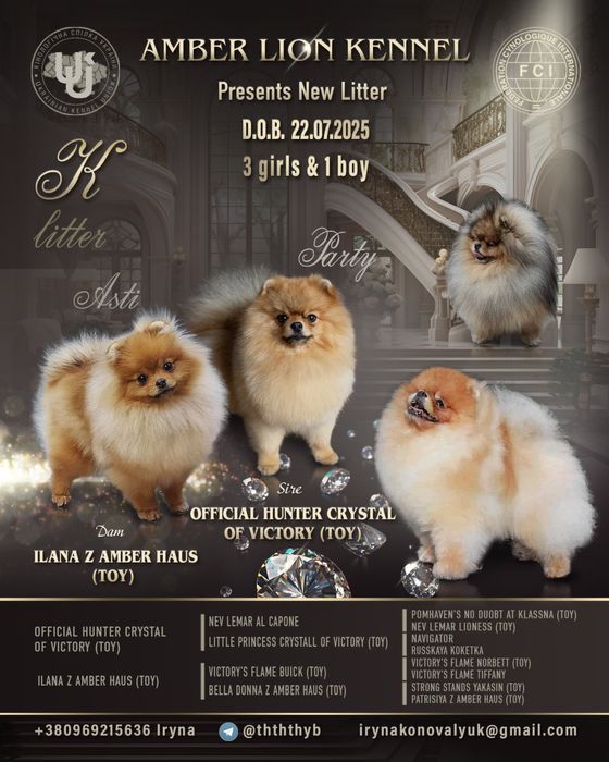 Продається дівчинка  померанського шпіца