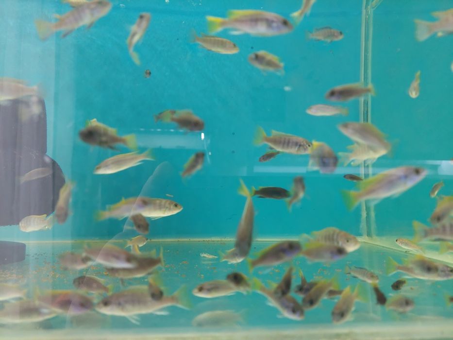 Pielęgnice Pyszczaki Acei