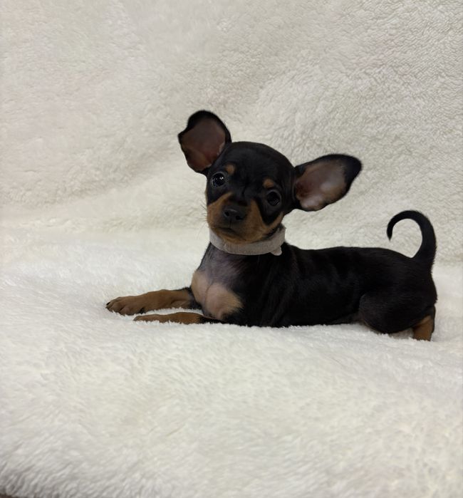 Той терʼєри міні та стандарт