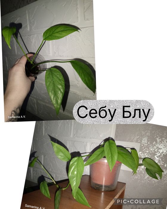 Невибагливі кімнатні рослини. Філ Медуза. Шлюмбергера. Цикламен