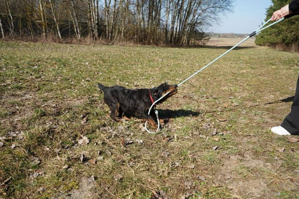 Kochany psiak szuka domku