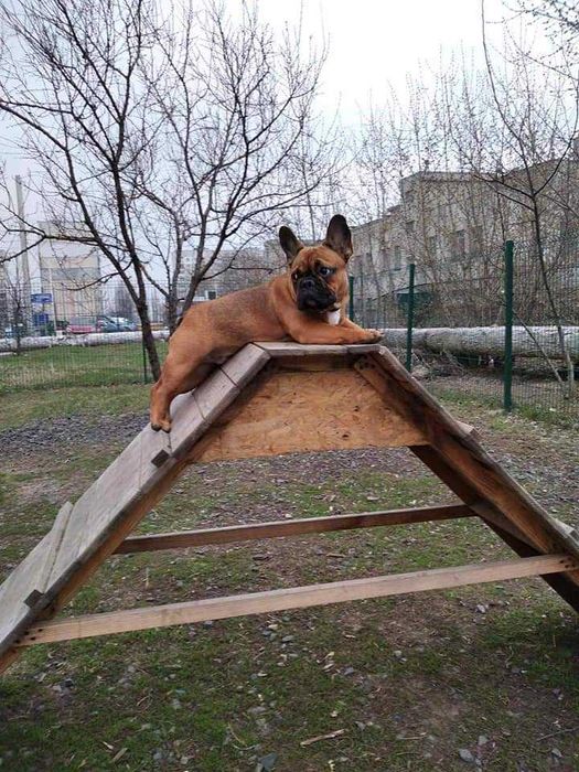 Вязка французского бульдога