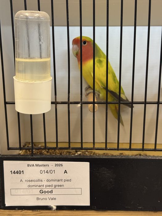 Agapornis roseicollis long