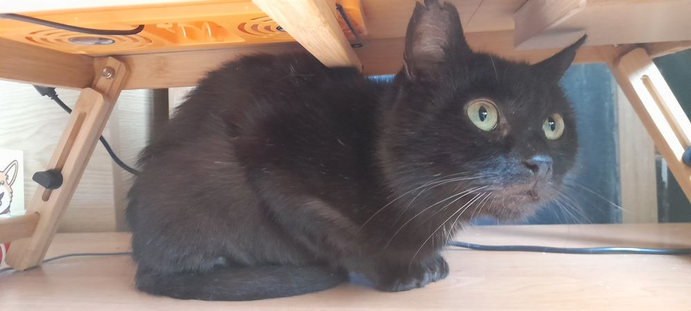 Віддаємо лагідного котика. Сумка-переноска в подарунок