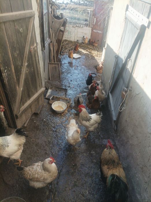 Крупные куры-несушки