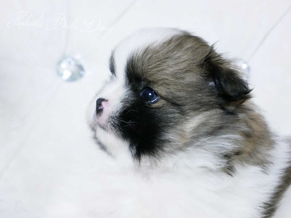 Szpic miniaturowy Pomeranian Boo Szpice Śląskie Rodowód Samiec Hary