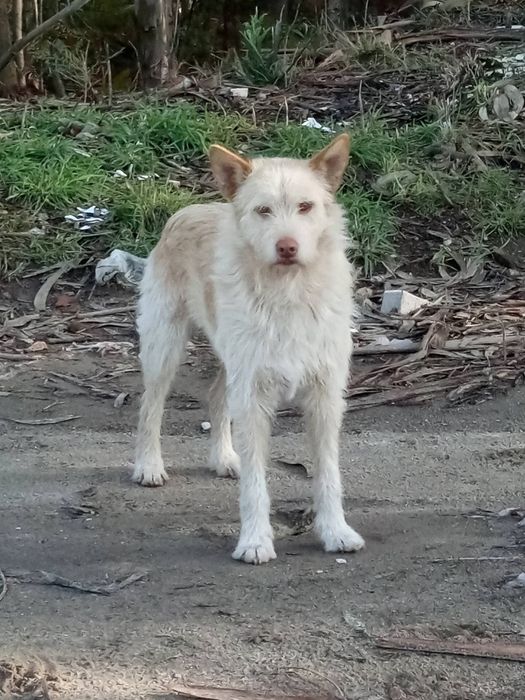 Caozinho para adopção responsável