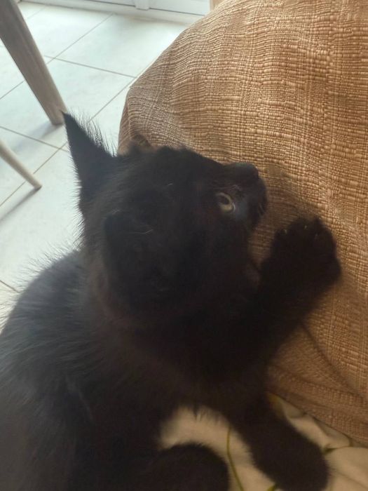 Чорненьке кошенятко район парк Центральний Ірпінь