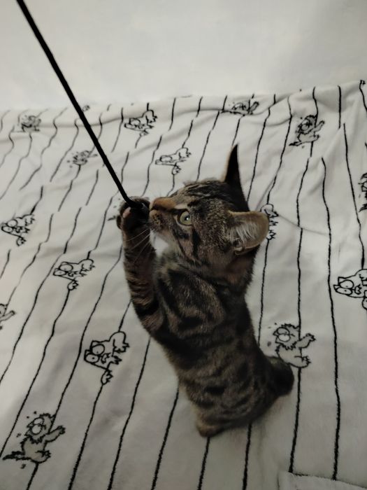 Котик, хлопчик, табі