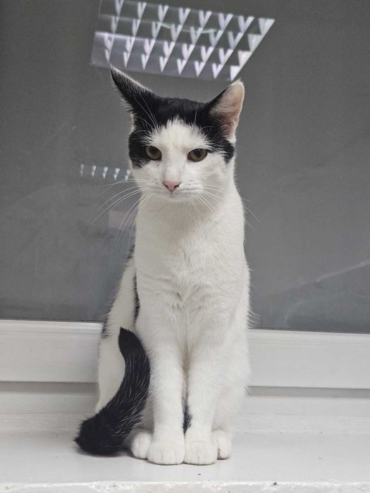 Klopsik, który być może toczy się do czyjegoś serca