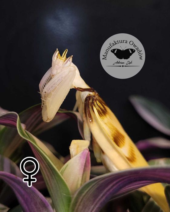 Hymenopus coronatus, modliszka storczykowa samica L4/5