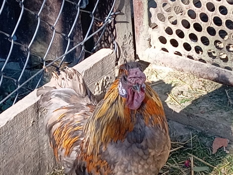 Sprzedam koguta araukana