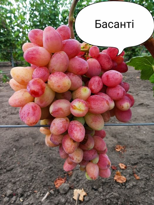 Чубуки винограду