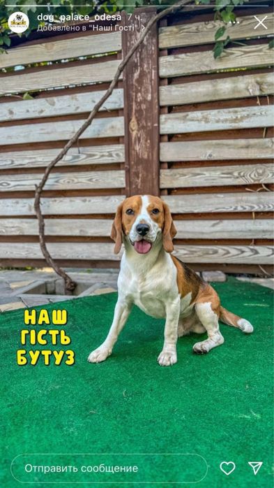 Отдам бесплатно собаку