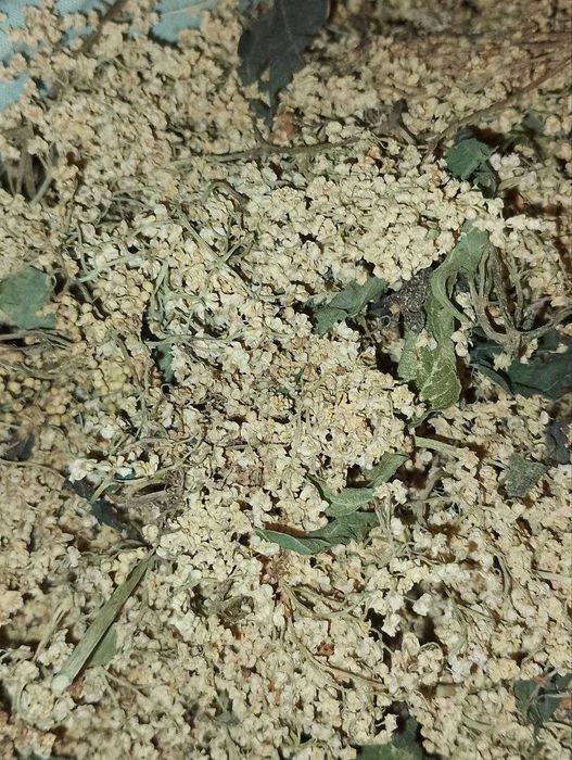 Сушені трави: бузина хвощ кропива