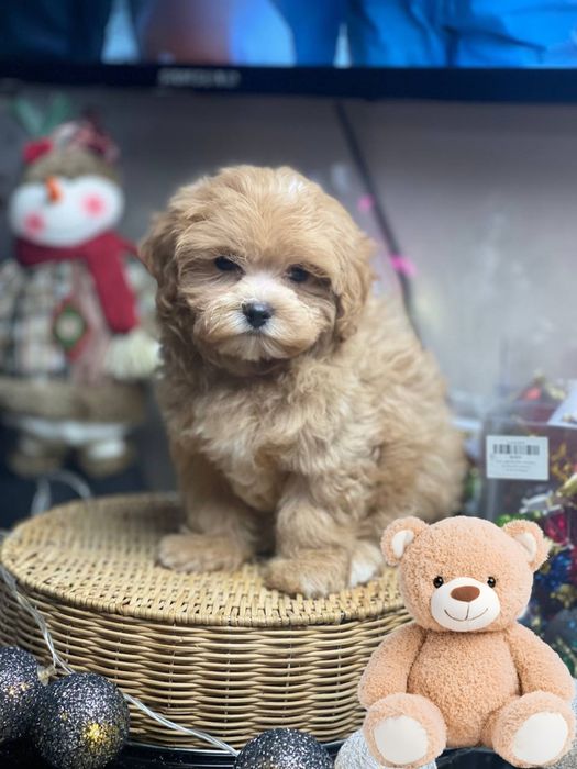 Мальтіпу бебі фейс! Мальтипу! Доставка!