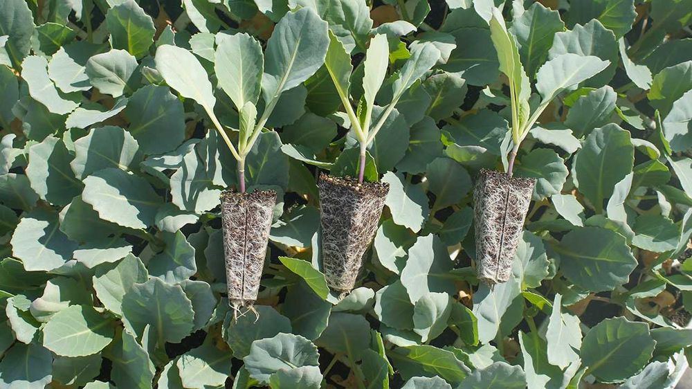 Rozsada kapusty późnej/wczesnej/ śr.wczesnej