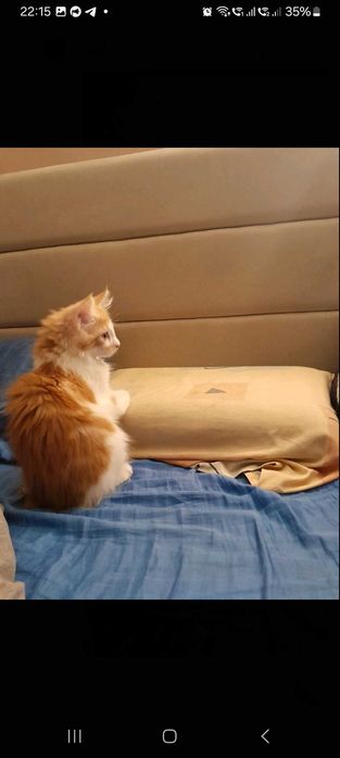 Продам котика Мейн куна