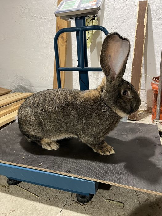 Belgijski Olbrzym Szary RODOWÓD Samciec Samica Króliki BOS