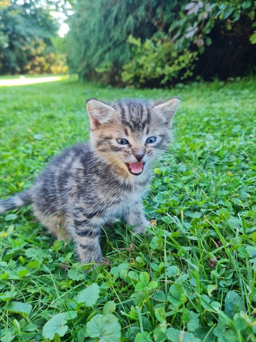 4 urocze kociaki szukają kochających domów!