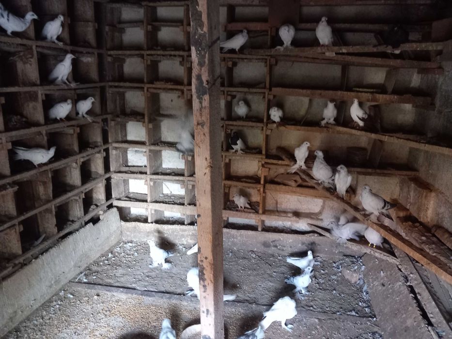 Sprzedam lot  gołębi