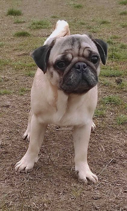 Дівчинка мопсик.