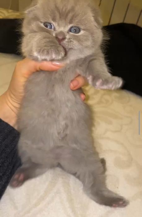 Шотландские котята в поисках любящей семьи