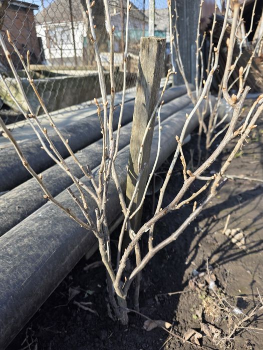 Кущі смородини сорту Чорний Бумер