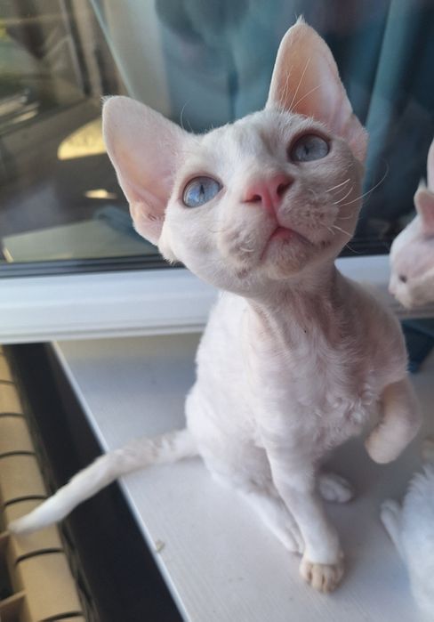 Devon rex kocurek gotowy do nowego domku
