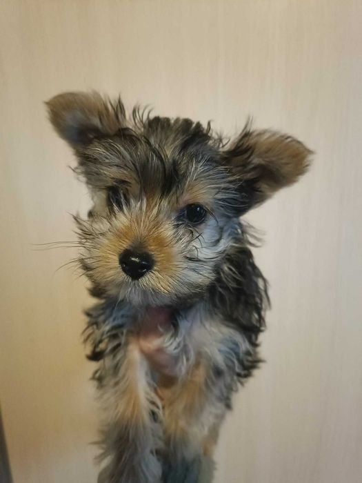 Йоркширський тер'єр