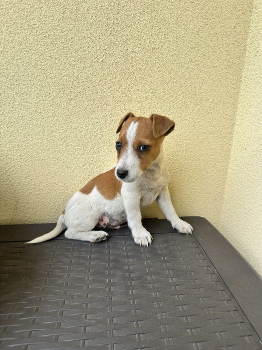 Piesek szczeniak Jack Russell Terrier z Rodowodem