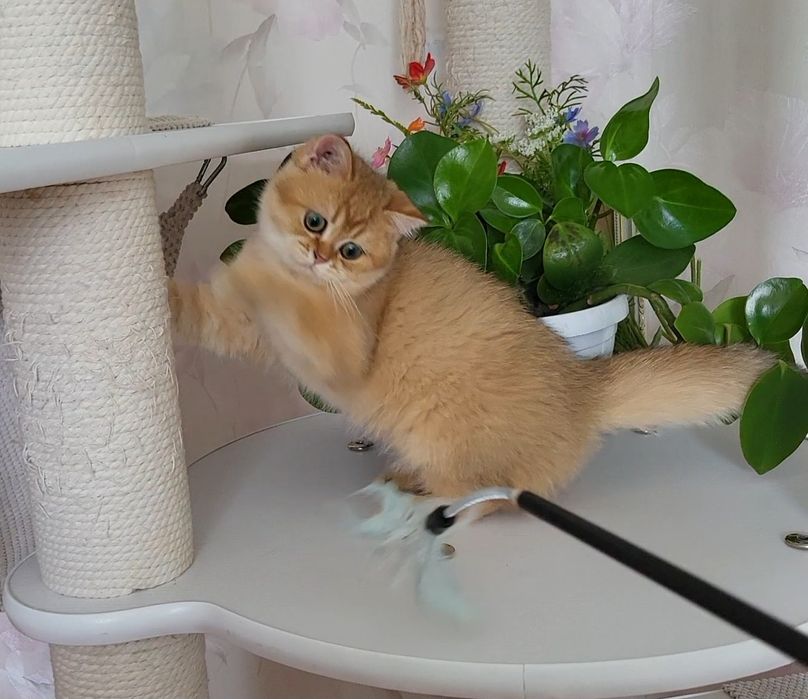 Розпродажа!Золотые   котята.