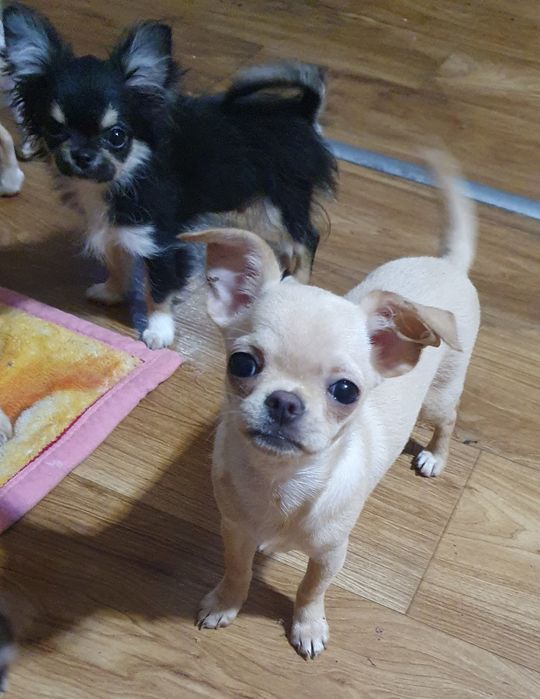 Щенки чихуахуа КСУ