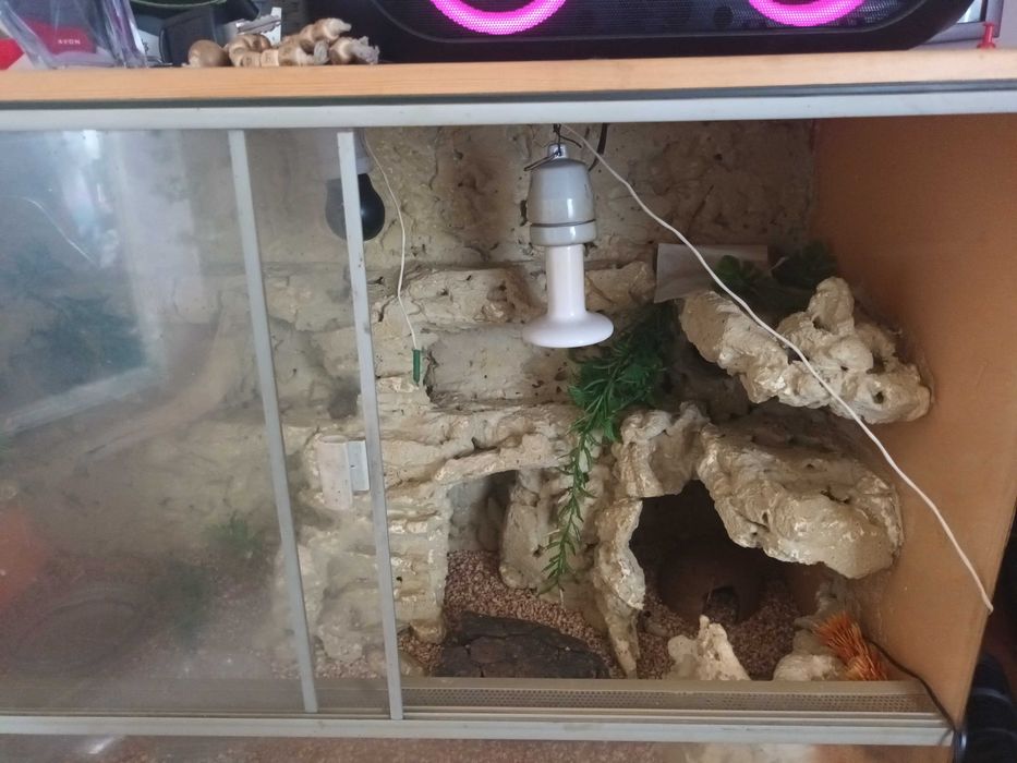Terrarium dla gekona