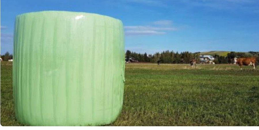 Sianokiszonka z sianych łąk