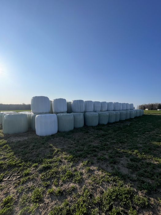 Sianokiszonka lucerna bele 120