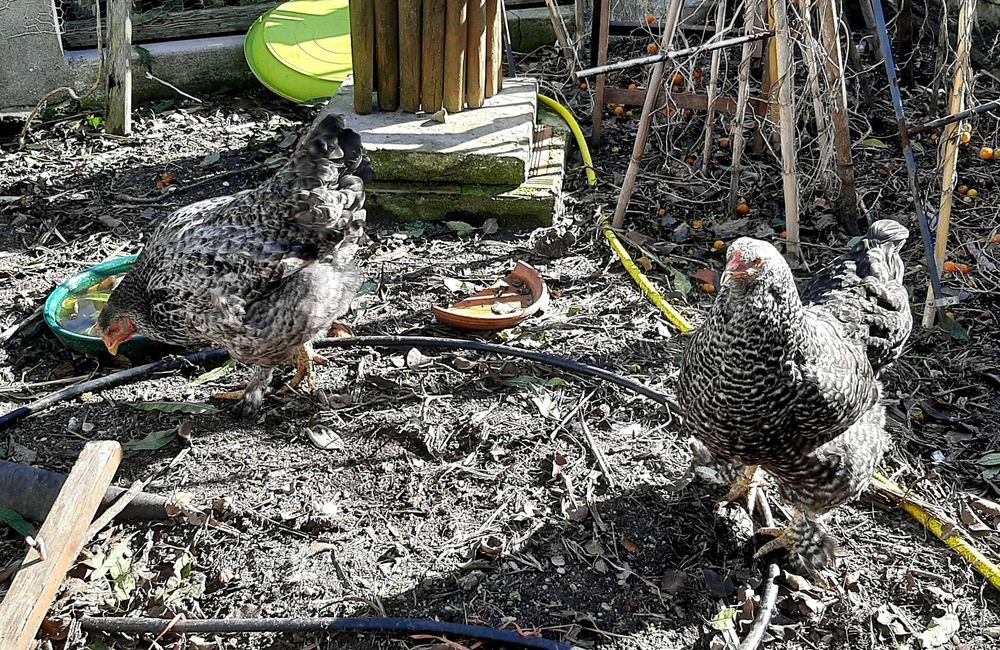 Vende-se galinhas brahma, prestes a iniciar postura, em Mafra/Ericeira