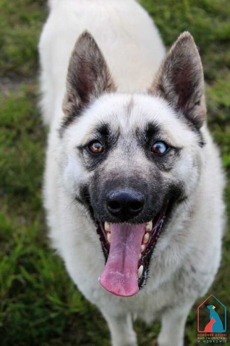 Piękny pies - wierny przyjaciel - do adopcji
