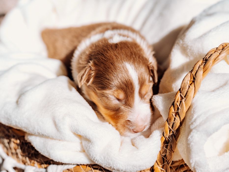 Suczka red tri owczarek australijski
