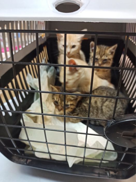 Kotki z koniecboru do adopcji