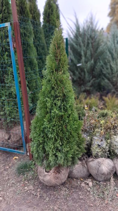 Туя Смарагд  Днепр