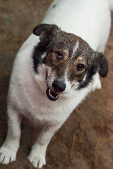 Łaciatek Marshall szuka wspaniałego domu!