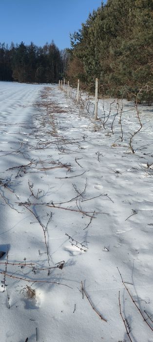 Sztobry Winogrona Deserowe